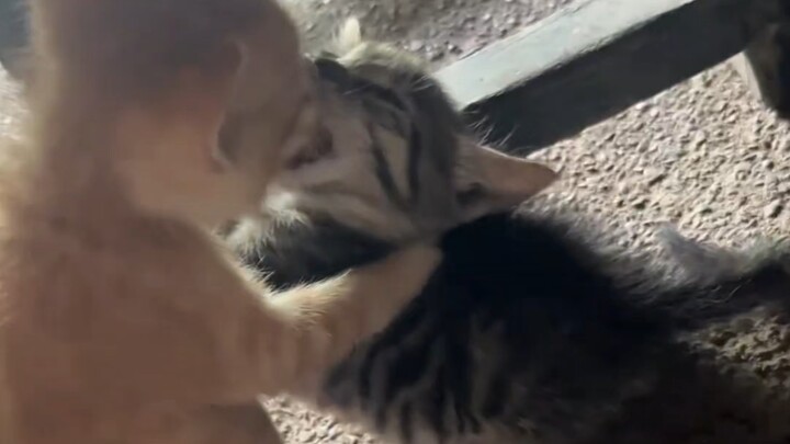 “Kucing kecil tidak boleh pacaran dini”
