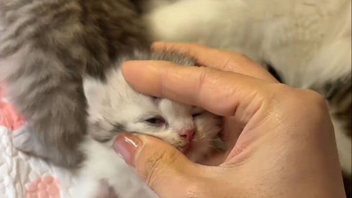 Ngay từ cái nhìn đầu tiên, em chính là người mà anh yêu nhất!