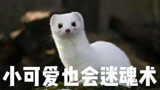 白鼬：小可爱也会迷魂术，迷得小兔子神魂颠倒。