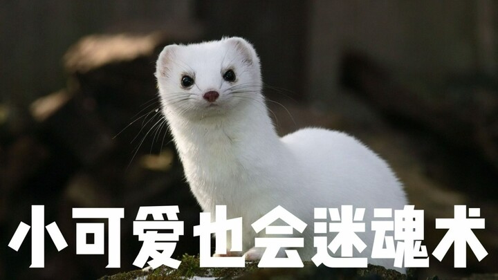 Musang: Si kecil yang lucu juga bisa menggunakan sihir untuk menyihir, dan si kelinci kecil benar-be