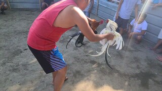 sabong