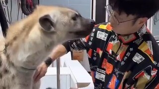去宠物店保养的鬣狗？情绪稳定的宝宝