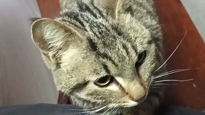 Aku datang lagi, loh!