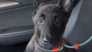 刚买回来的小狗，怎么这么粘人啊！