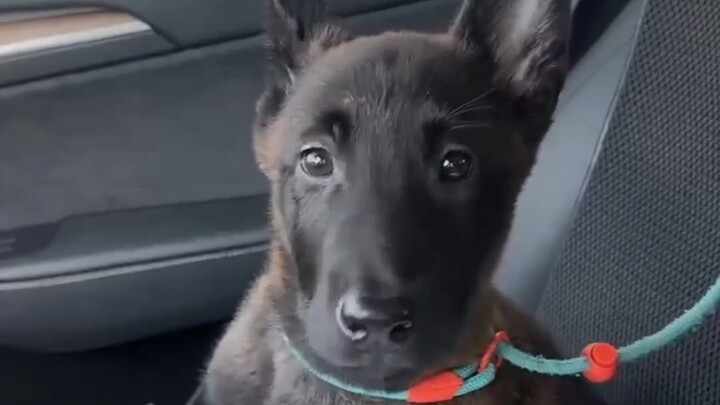 Why is the puppy I just bought so clingy!