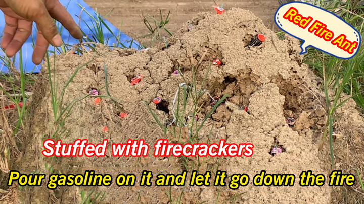 The boy blew up the ant nest with firecrackers