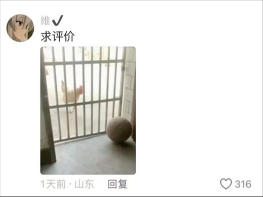 Sharp critiques of the摄影作品 in the comments section—you have no idea that chickens and basketballs ac