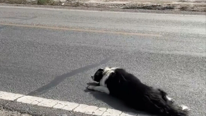 Border Collie Baby Wandering in Xinjiang