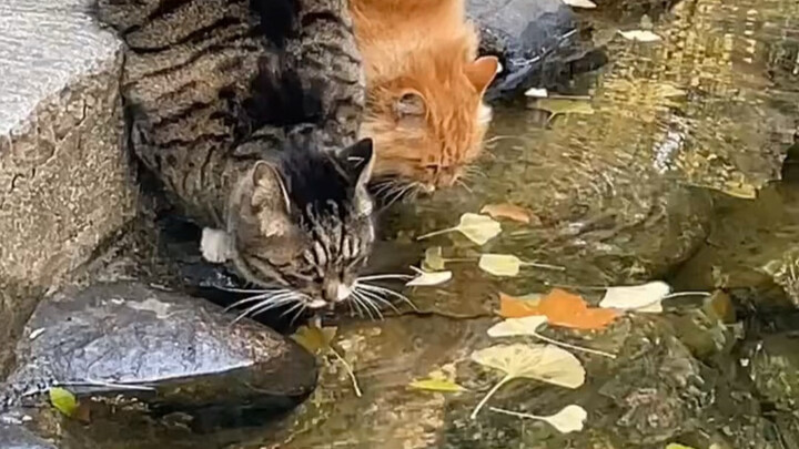 Every little orange cat has an Ah Li by its side.