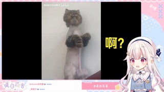 日本萝莉看《理完发后像换了一只猫》直接懵了