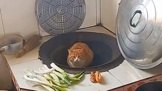 “不要试图去理解猫咪的脑回路”
