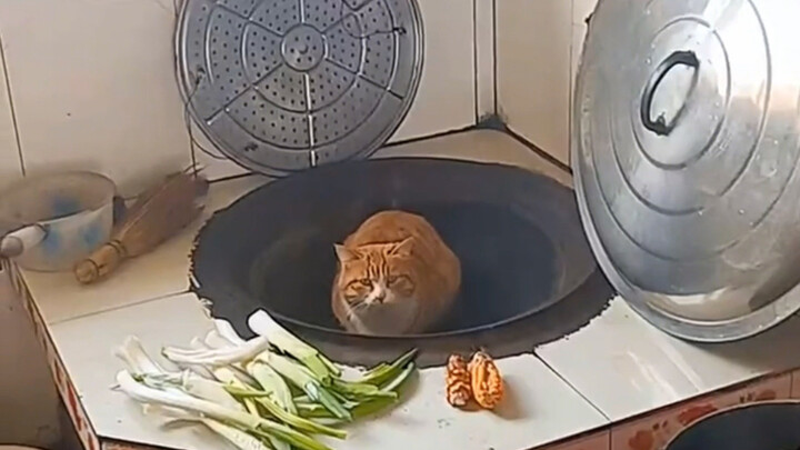 “Don’t try to understand a cat’s brain.”