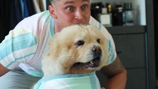 The guy dresses up carefully before going out every day and even dresses his pet up to look like him