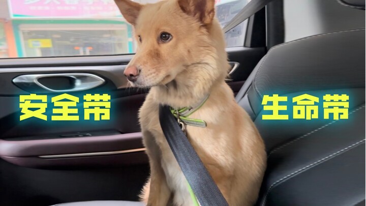 Táo bạo: Hãy trân trọng mạng sống, thắt dây an toàn ngay!