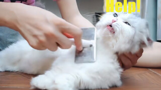 Three Long-haired Cats Refusing To Be Combed