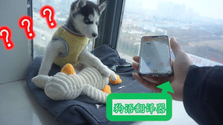 【Husky】Menggunakan penerjemah bahasa anjing untuk berkomunikasi dengan bayi Husky, apakah dia bisa m