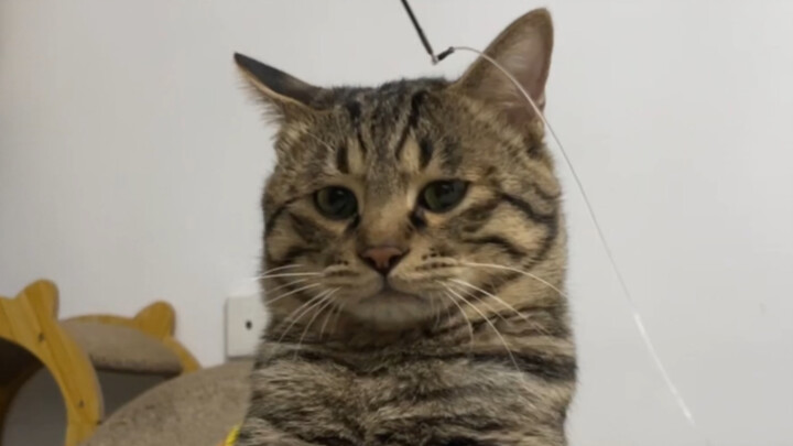 Ketika aku menggunakan tongkat mainan kucing sebagai pengganti mengelusnya dengan tangan, untuk pert