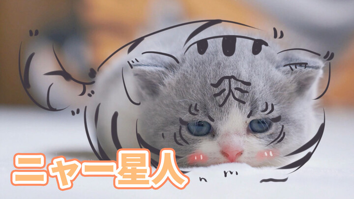 [Kucing] Sticker & Wallpaper Harimau Kecil yang Lucu di Tahun Harimau