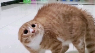 猫咪炸毛以后变光头