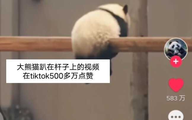 วิดีโอหมีแพนด้าตัวใหญ่นอนตะแคงบนเสา ได้รับไลก์กว่า 5 ล้านครั้งบน TikTok