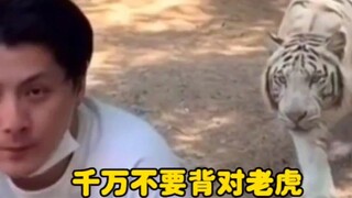 Never turn your back on a tiger