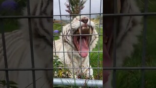 #notapet #dayinthelife #pov #lion #shorts