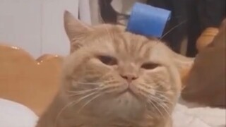 About My Shit Scooper is Worse Than My Dog