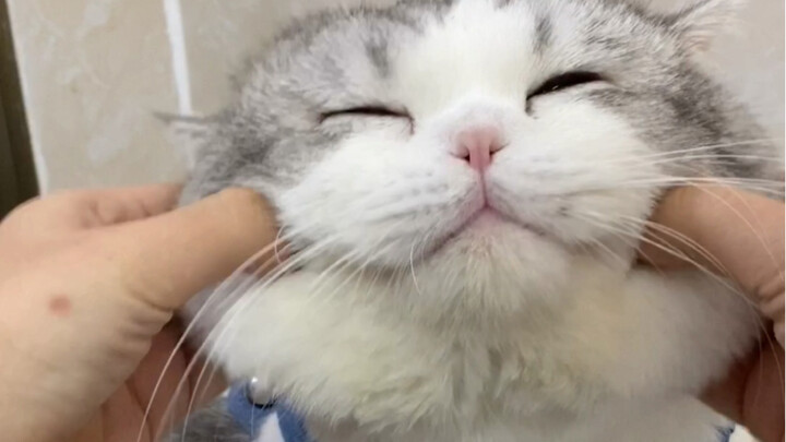 Cái mặt to bự của mèo mèo dễ thương quá chừng luôn á!!