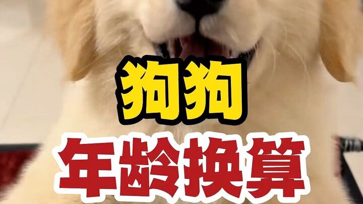 Chó 1 tuổi = người 7 tuổi?