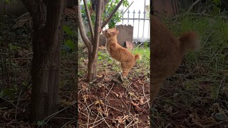 KUCING INI BAHAGIA BANGET WALAPUN GAK PUNYA TANGAN..!