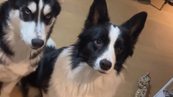 A dog is a dog, and a Border Collie is a Border Collie...