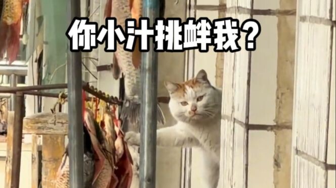 [Animal Voiceover] Dare to post online and get a cat to mess with you
