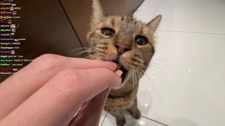 xQc sings "Meow meow meow meow" while feeding cats.