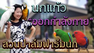 พานกแก้วออกกำลังกายที่สวนปาล์มฟาร์มนก 2/2 Ep.156