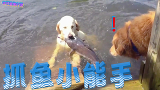 A dog that can catch ten jin of fish a day—would you like to have one?