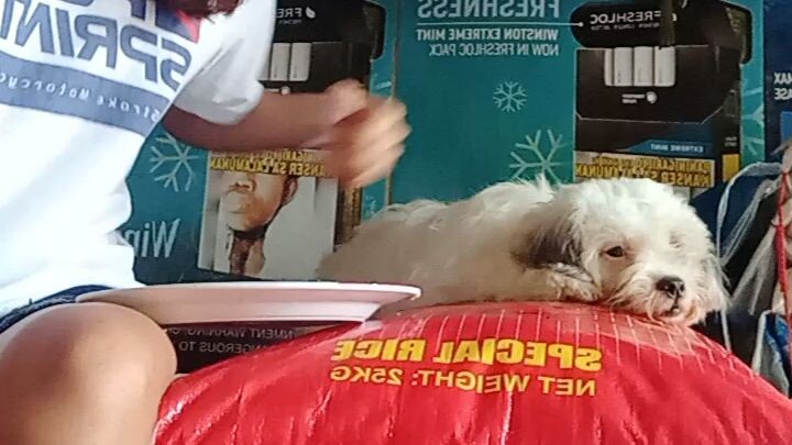 super maarte na doggo hahaha snob sa gulay #morphle