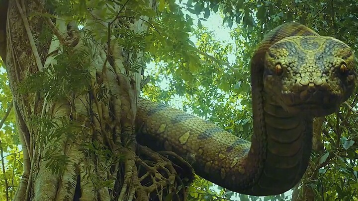 [Ultimate Note] Wu Xie Confronted By A Huge Snake