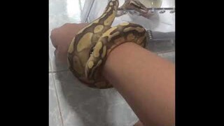 MYPET.3 l น้องนวดให้ด้วย555555555#ประสิทธิโชคEVERYDAY [butter pastel ball python] [งูบอลไพธอน]