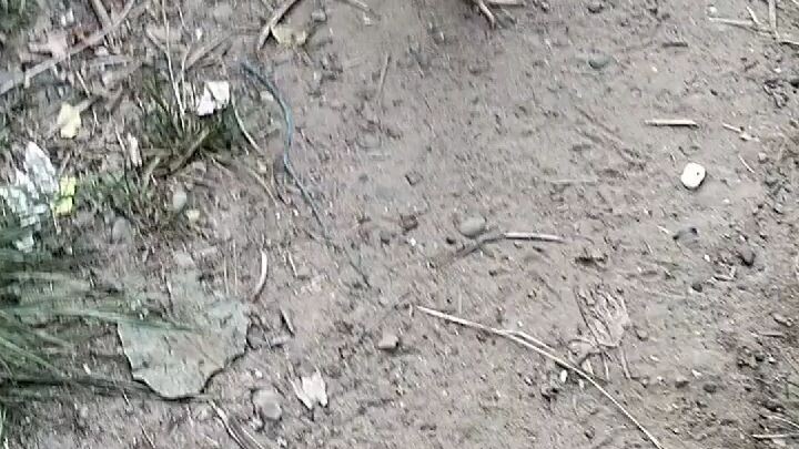 gold sweater vs kelso