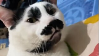 比起网上的可爱猫狗，我更喜欢这种边角料猫狗！