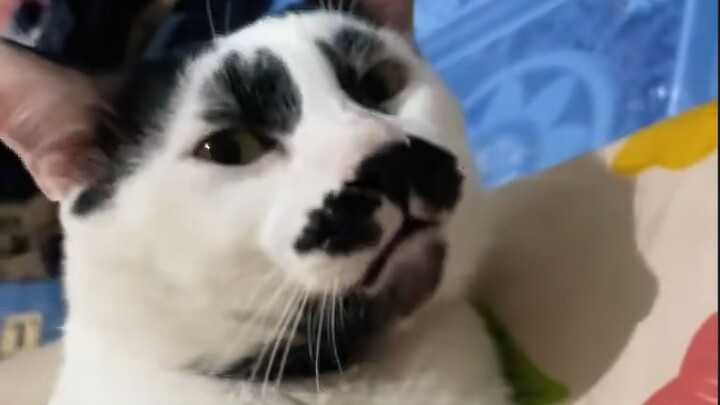 比起网上的可爱猫狗，我更喜欢这种边角料猫狗！