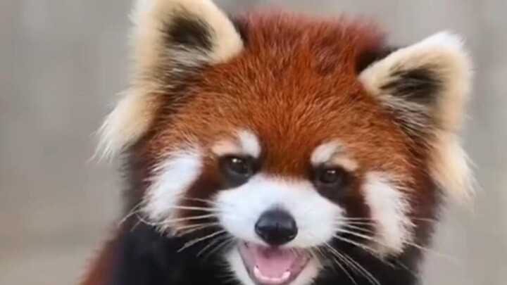 ความน่ารักระดับสูงกำลังมา! แพนด้าแดงมีเสียงร้องกี่แบบกันนะ?