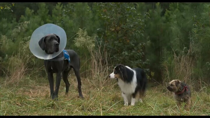 Strays _watch full movie link in description