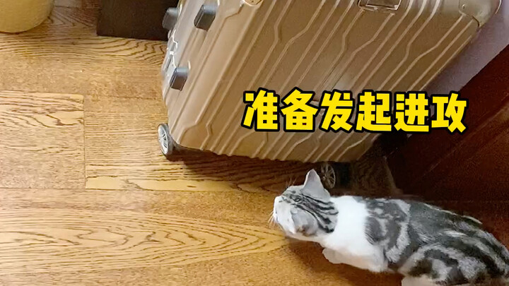 When you hide behind the door and the little cat still doesn’t see you...