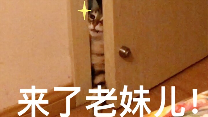 แมวที่เปิดประตูเก่งที่สุดใน Bilibili ทั้งหมด