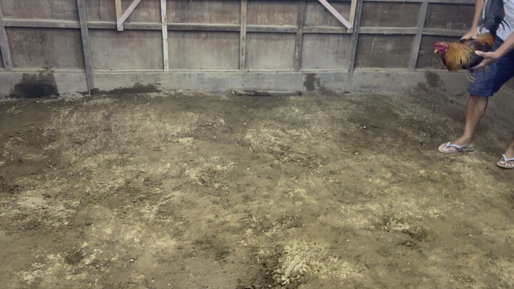 Practice 5K sweater pure line Sabong Pinas