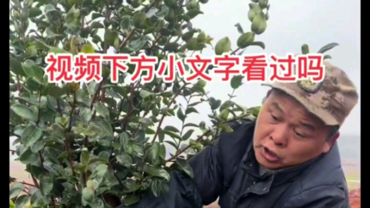 การตัดแต่งทรงต้นไม้ผล ควรเริ่มตั้งแต่ยังเล็ก อย่าให้มีกิ่งมากเกินไป และควรให้ทิศทางการเติบโตเหมาะสม 