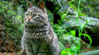 Kucing yang bisa mengelus-elus pemilikinya. Apa dia bisa diselamatkan?