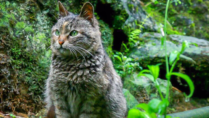 This cat likes touching its master