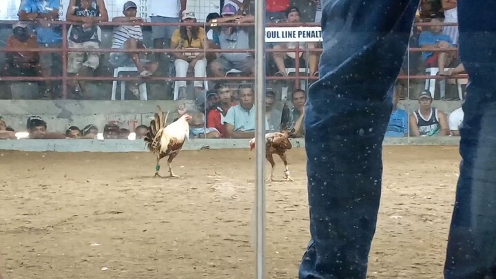 ormoc gold vs hennie grey